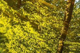 Stream in a bright green forest during an early springtime morning by Sjoerd van der Wal Photography