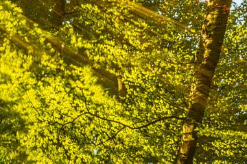 Beek in een heldergroen bos op een vroege lentemorgen