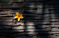 Kemboja bloem in natuurstenen muur....... van Wim Schuurmans thumbnail