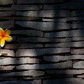 Kemboja flower in natural stone wall.... by Wim Schuurmans