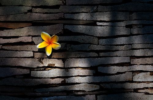 Kemboja bloem in natuurstenen muur.......