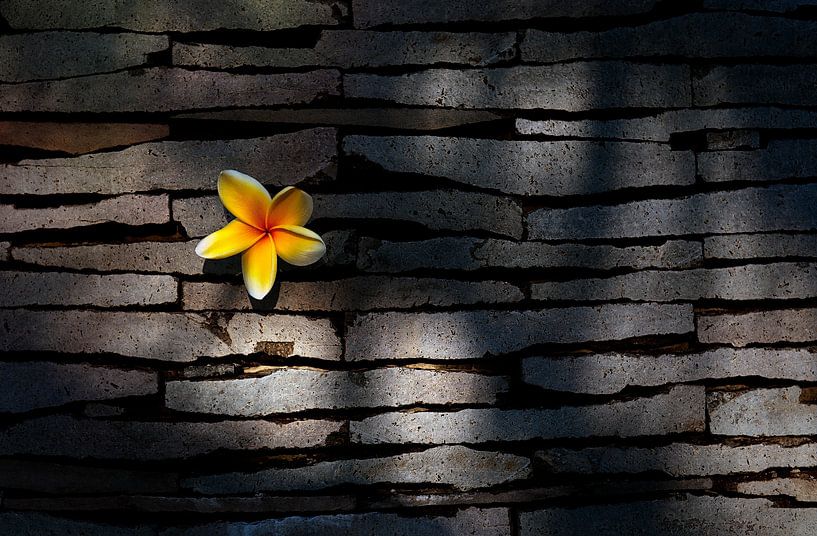 Kemboja bloem in natuurstenen muur....... van Wim Schuurmans