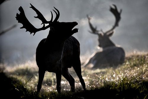 rutted fallow deer in the morning