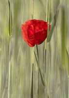blühender Mohn