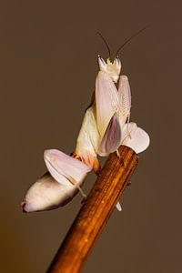 Larve einer Orchideen Gottesanbeterin