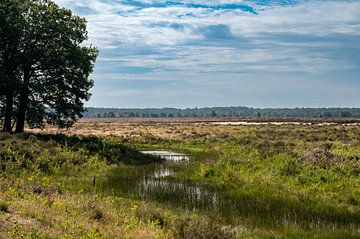 Feuchtgebiete und trockenes Heidekraut bei blauem Himmel auf der Veluwe