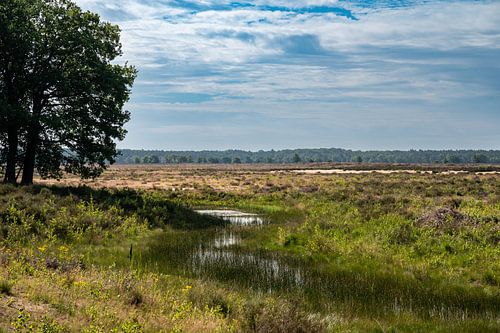 Wetlands and dry heather over blue sky at the Veluwe