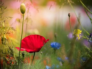 Mohn von Karin Schijf