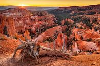 Bryce Amphitheater bij zonsopgang, Bryce Canyon, Utah, VS van Markus Lange thumbnail