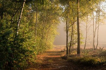 Stimmungsvolles Morgenlicht mit Birken und Nebel | Utrechtse Heuvelrug