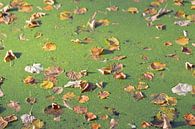 Herfstbladeren drijven op het water in de zon van Nicolette Vermeulen thumbnail