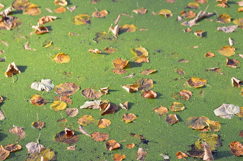 Herfstbladeren drijven op het water in de zon van Nicolette Vermeulen