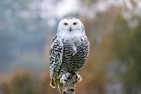 Snowy owl