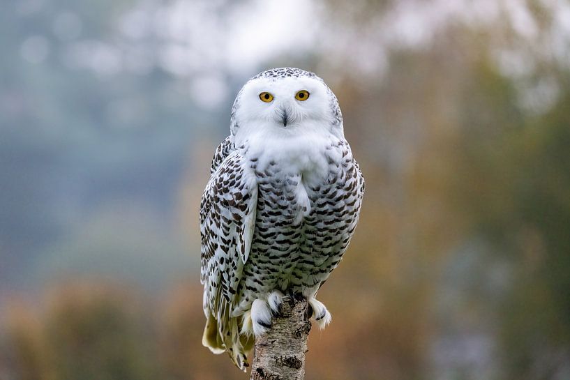 Hibou des neiges par Manuel Weiter