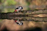 Buntspecht mit Spiegelbild