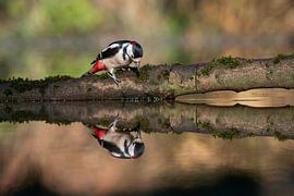 Great spotted woodpecker with mirror image by Mariska van der Heijden