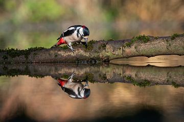 Grote bonte specht met spiegelbeeld