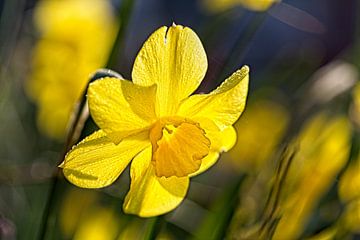 Daffodil by Rob Boon