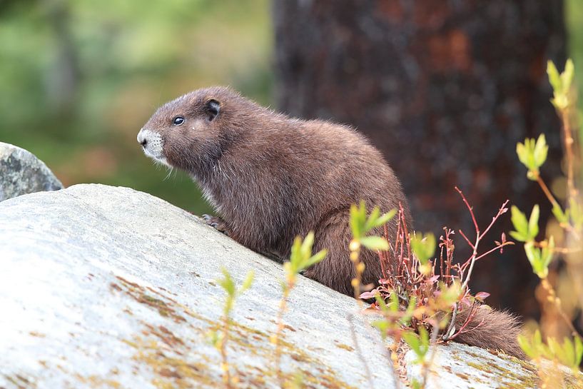 Vancouver Island Marmot , Marmota vancouverensis, Mount Washington  ,  Vancouver Island, BC, Canada von Frank Fichtmüller
