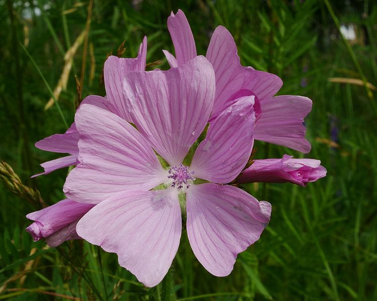 Musk Mallow by Wim vd Neut