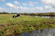 een koe in een polder landschap met op de achtergrond stapelwolken van W J Kok thumbnail