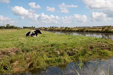 een koe in een polder landschap met op de achtergrond stapelwolken van W J Kok
