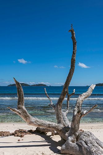 Drijfhout op het strand van Peter Baier