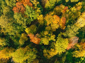 Forêt d'automne avec des feuilles colorées vues d'en haut sur Sjoerd van der Wal Photographie