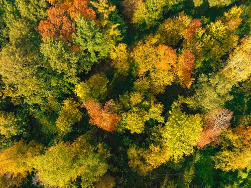 Herfstbos met kleurrijke bladeren van bovenaf gezien