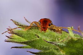 Insect Oorworm by Joop de Lange