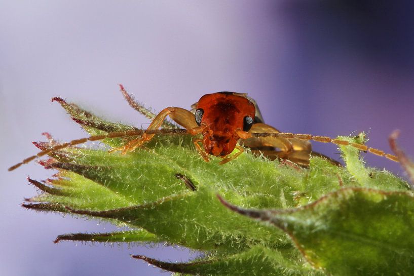 Insect Oorworm by Joop de Lange