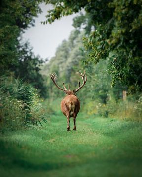 Cerf élaphe dans une belle allée d'arbres sur Tom Zwerver