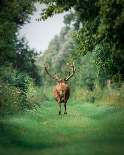 Red deer through a beautiful avenue of trees