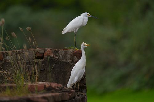 De kleine zilverreiger (Egretta garzetta) en de koereiger (Ardea ibis) op muur bij dam Piscadera Curaçao.