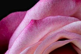 Rose petals by Stefan Zwijsen