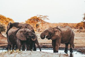 Olifanten bij waterpoel || Botswana, Chobe Nationaal Park van Suzanne Spijkers