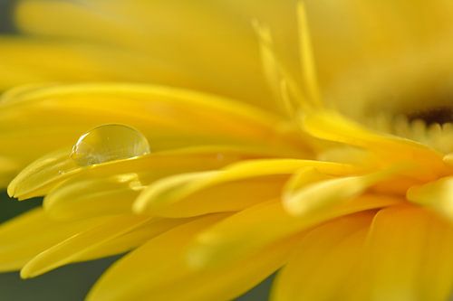 Gerbera