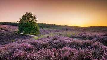 Zonsopkomst Posbank van Rob Sprenger