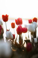 Tulipes blanches, rouges et roses de rêve au coucher du soleil à Flevoland.