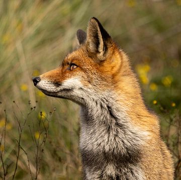 Fox (vulpes) by Wouter Van der Zwan