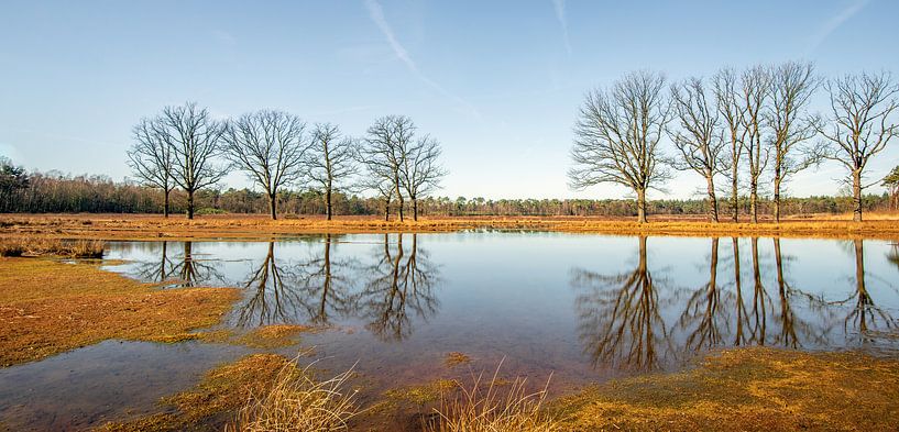 Nackte Bäume, die sich in einem kleinen Teich spiegeln. von Ruud Morijn