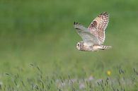 Short-eared owl hunting by Erik Veldkamp thumbnail