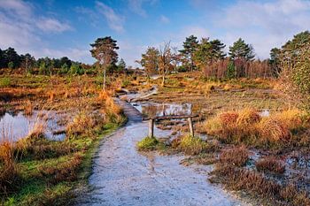 Herbst auf der Roode Beek @ Brunssummerheide