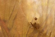 Fine-art Paddenstoel met goudkleurige bladeren op achtergrond van Marianne van der Zee thumbnail