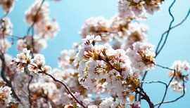 Blossoming by angela de baat