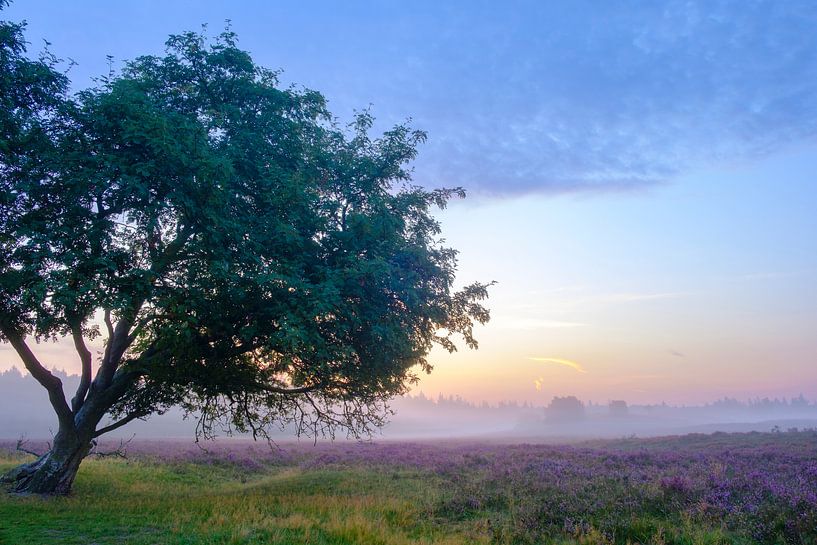 Bloeiende Heideplanten in Heidelandschap tijdens zonsopgang in de zomer op de Veluwe van Sjoerd van der Wal Fotografie