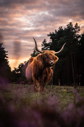 Schotse Hooglanders fotograferen bij zonsondergang op de Veluwe