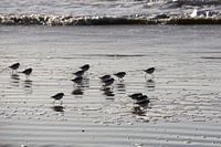 Strandlopertjes aan zee