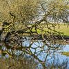 Arbre dans la plaine inondable de Munnikenland sur Eugene Winthagen