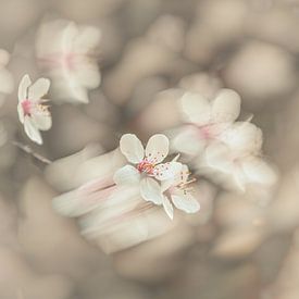 Fleurs partie 499 sur Tania Perneel